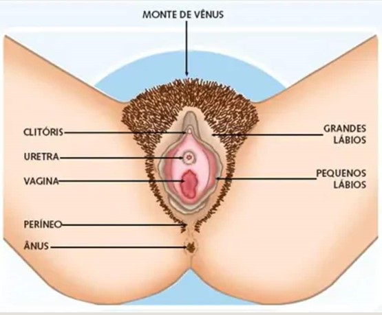 Orifício frontal? Vagina é bem diferente de ânus 