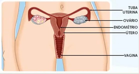 Dra Claudiani fala sobre o aparelho genital feminino 