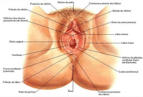 A vulva e sua estrutura.